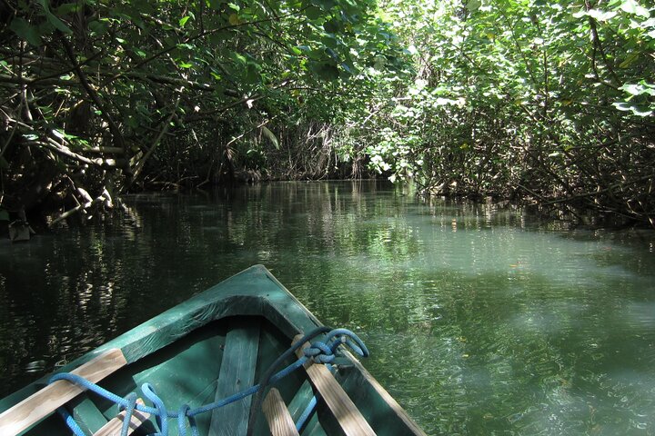 Indian River canopy